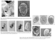 Brachionus quadridentatus