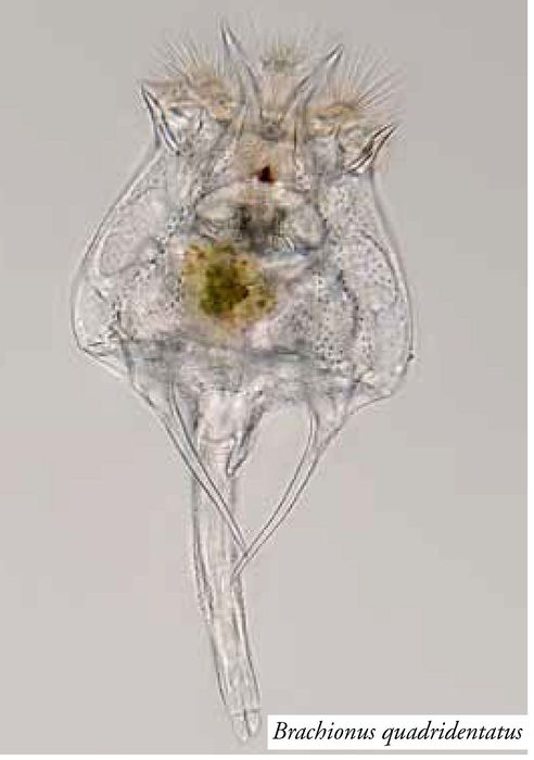 Brachionus quadridentatus