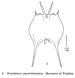 Brachionus quadridentatus