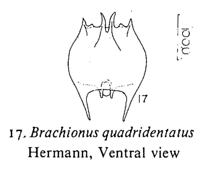 Brachionus quadridentatus