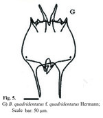 Brachionus quadridentatus