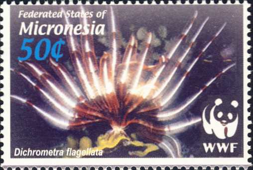 Dichrometra flagellata Dichrometra flagellata