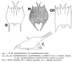 Brachionus quadridentatus