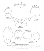 Brachionus quadridentatus