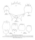 Brachionus quadridentatus