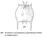 Brachionus quadridentatus