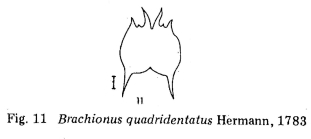Brachionus quadridentatus
