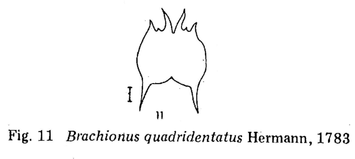 Brachionus quadridentatus