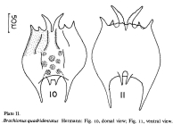 Brachionus quadridentatus