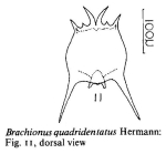 Brachionus quadridentatus