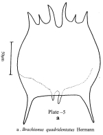 Brachionus quadridentatus