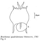 Brachionus quadridentatus