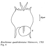 Brachionus quadridentatus