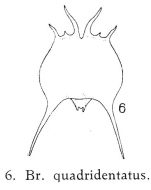 Brachionus quadridentatus