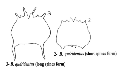Brachionus quadridentatus