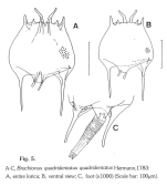 Brachionus quadridentatus
