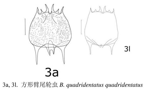 Brachionus quadridentatus
