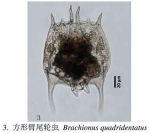 Brachionus quadridentatus