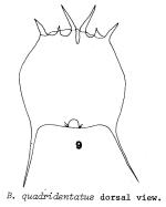 Brachionus quadridentatus