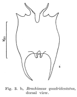 Brachionus quadridentatus