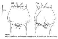 Brachionus quadridentatus