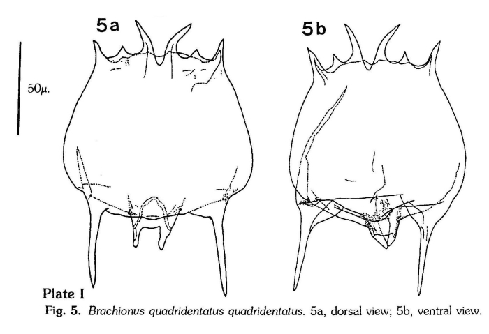 Brachionus quadridentatus