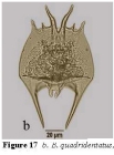 Brachionus quadridentatus