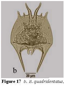 Brachionus quadridentatus