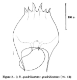 Brachionus quadridentatus