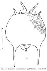 Brachionus quadridentatus