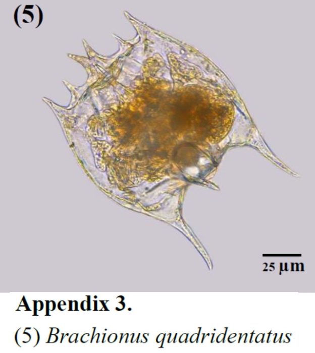 Brachionus quadridentatus