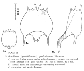 Brachionus quadridentatus