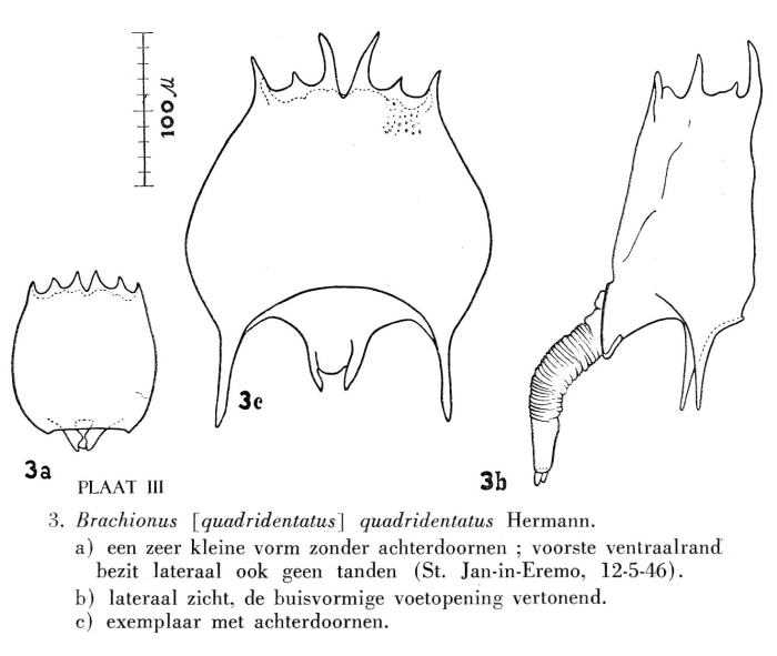 Brachionus quadridentatus
