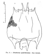Brachionus quadridentatus