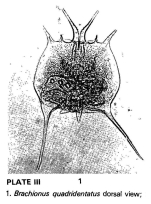 Brachionus quadridentatus