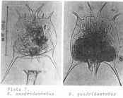Brachionus quadridentatus