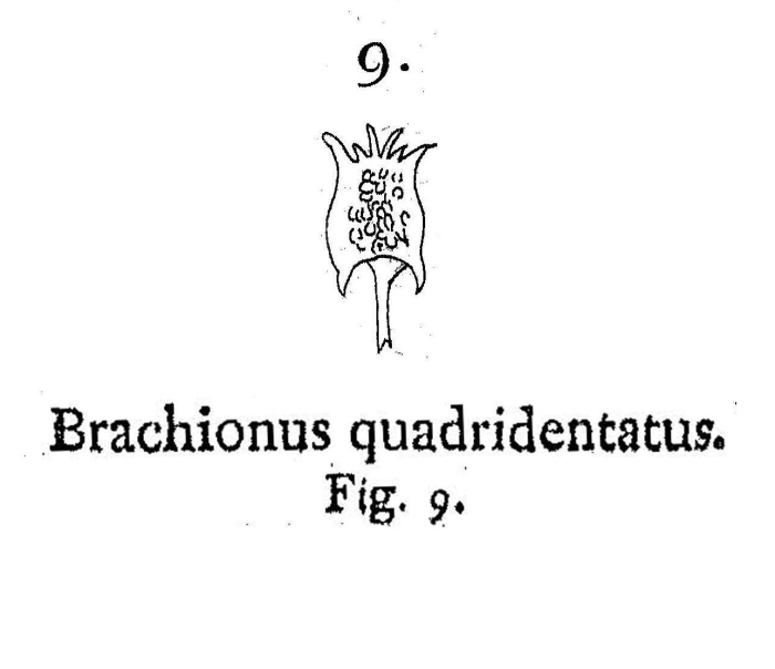 Brachionus quadridentatus - Original description image