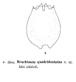Brachionus quadridentatus - Original description image