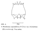 Brachionus quadridentatus f. brevispinus