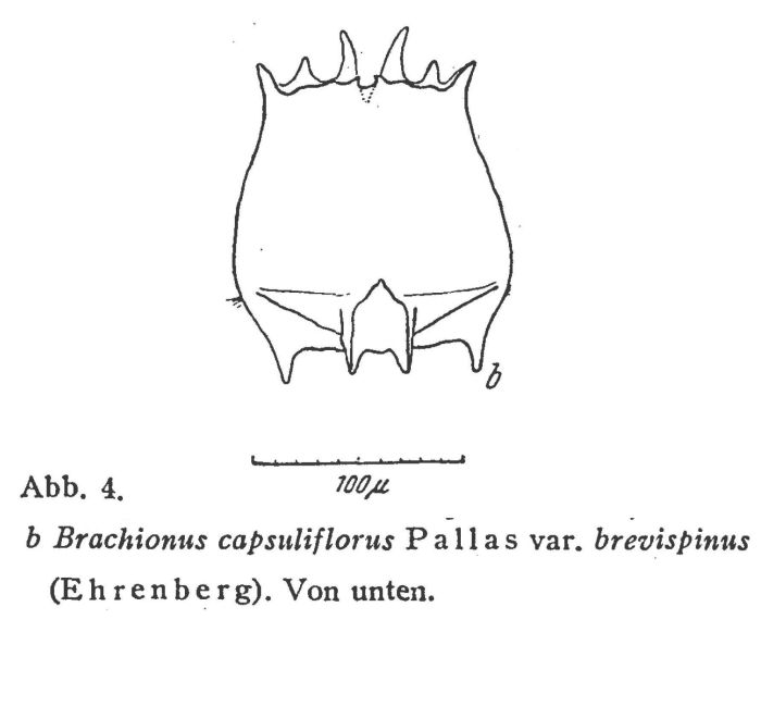 Brachionus quadridentatus f. brevispinus
