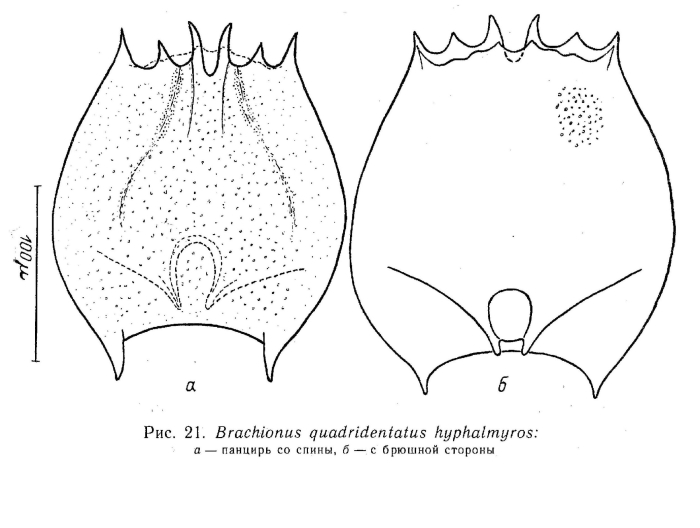 Brachionus quadridentatus f. brevispinus