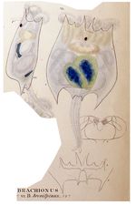 Brachionus quadridentatus f. brevispinus