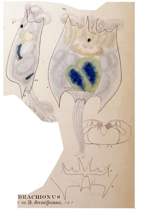 Brachionus quadridentatus f. brevispinus