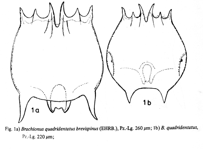 Brachionus quadridentatus f. brevispinus