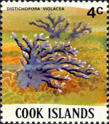 Distichopora violacea