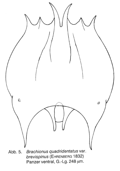 Brachionus quadridentatus f. brevispinus