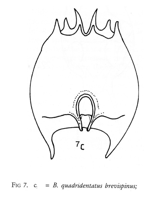 Brachionus quadridentatus f. brevispinus