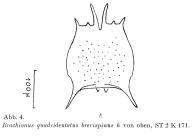 Brachionus quadridentatus f. brevispinus