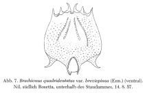 Brachionus quadridentatus f. brevispinus