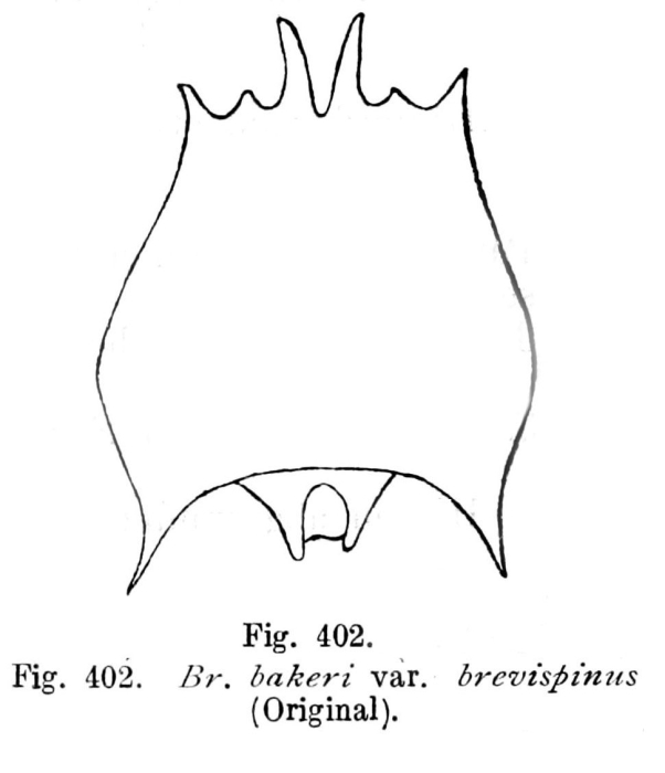 Brachionus quadridentatus f. brevispinus